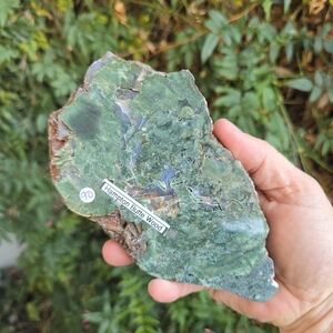 Hampton Butte Green Petrified Wood